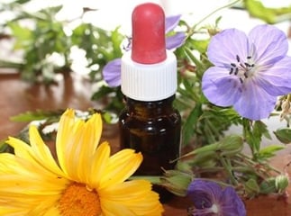homéopathie pour chien